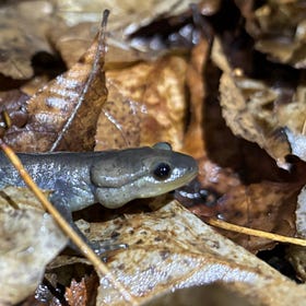 Why a tiny salamander is shutting down a Burlington road