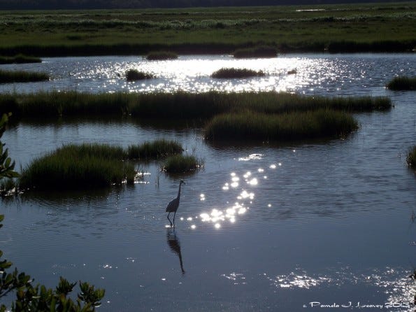 sparkling water egret 