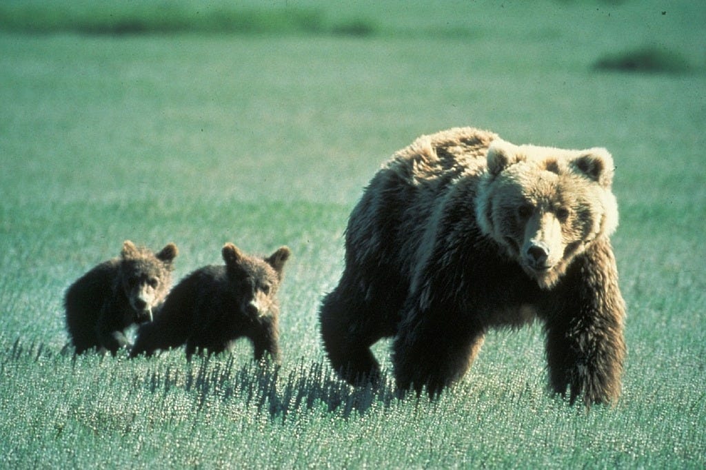 A mother bear and her two cubs walking through a field.… — PICRYL - Public Domain Media Search Engine A mother bear and her two cubs walking through a field.… — PICRYL - Public Domain Media Search Engine
