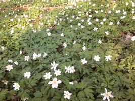 Waldboden mit Teppich aus blühenden Anemonen