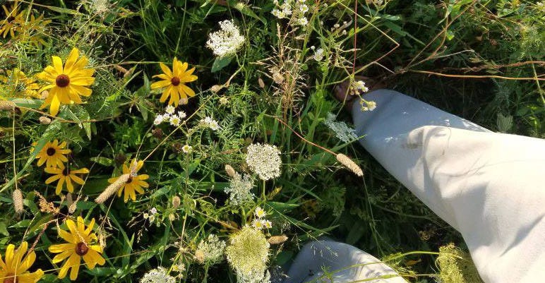 A photo of yellow and white wildflowers, taken from the perspective of someone looking down. A pair of human legs wearing white pants is visible to the right of the image.