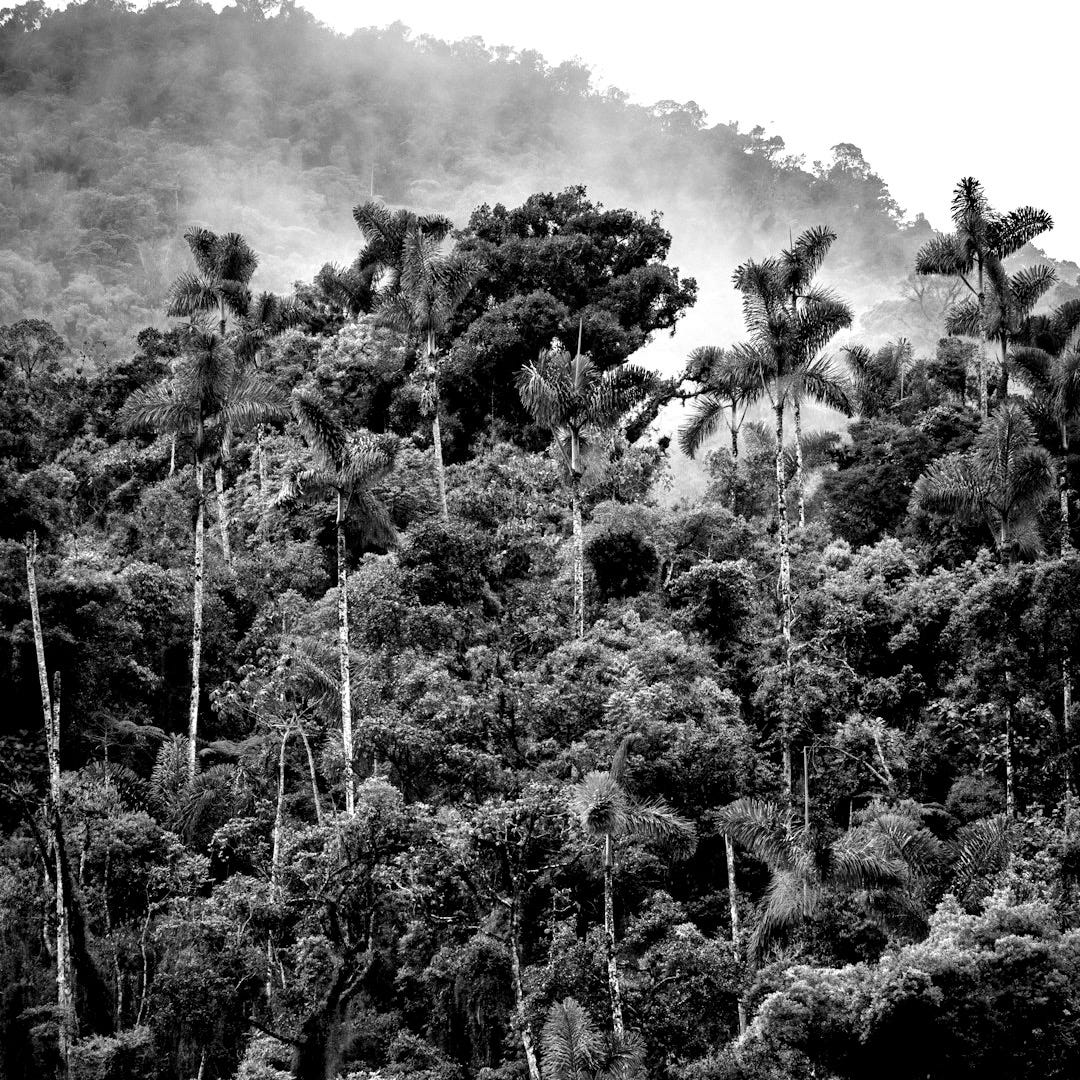 green trees under white clouds during daytime