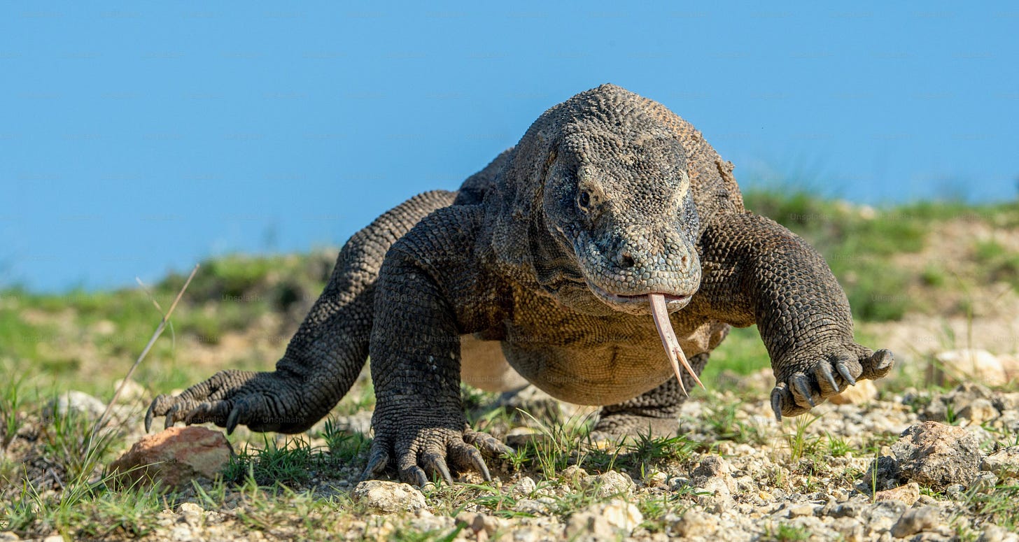 Komodo dragon with the forked tongue sniff air. Close up portrait. The Komodo dragon, scientific name: Varanus komodoensis. Indonesia Komodo dragon with the forked tongue sniff air. Close up portrait. The Komodo dragon, scientific name: Varanus komodoensis. Indonesia