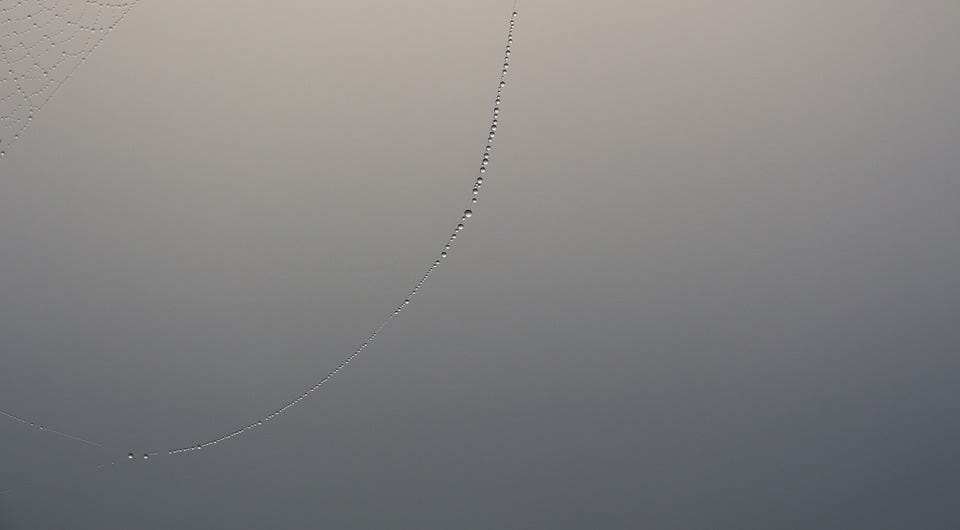dew-657113_960_720