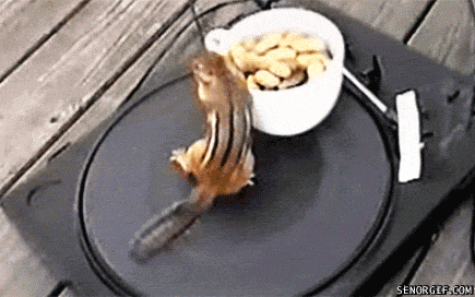 Nuts GIF by Cheezburger Nuts GIF by Cheezburger