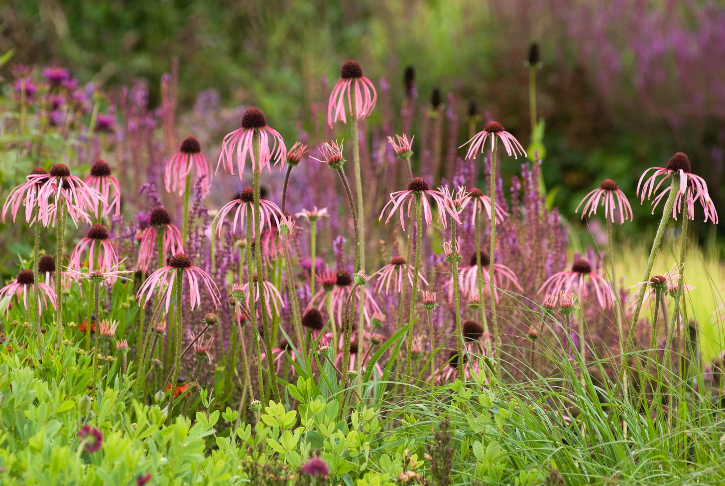 a pretty garden border with pink flowers