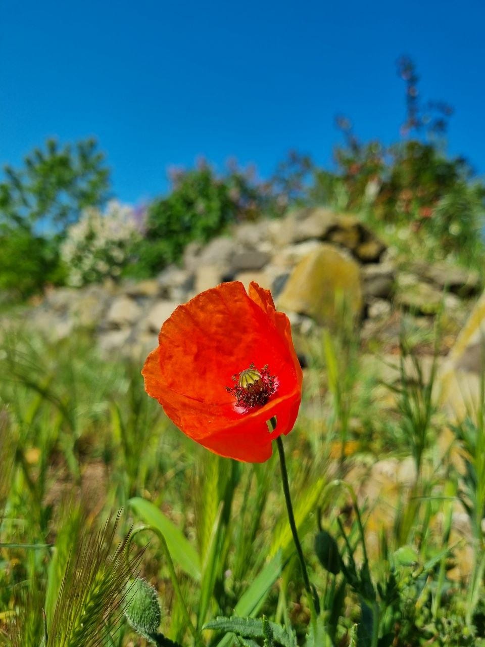 May be an image of flower, nature and sky