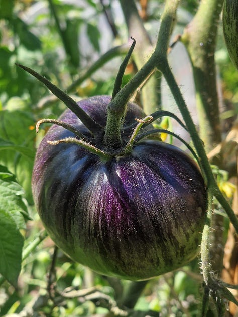 Cherokee smoky tomato, Armenian long cucumber, Society garlic
