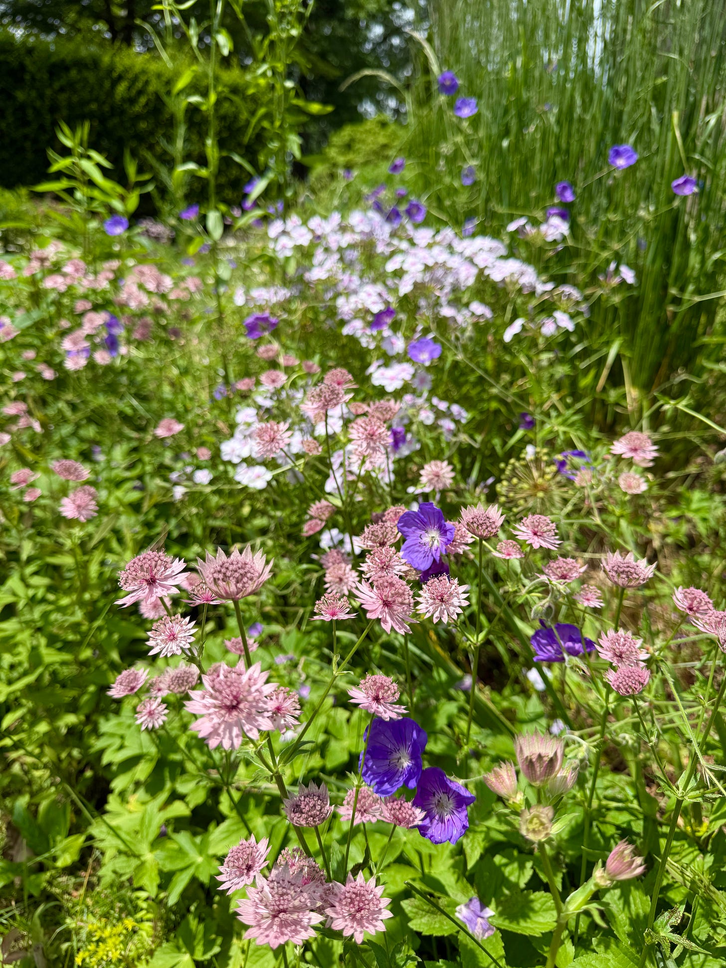 Astrantia, Geranium ‘Orion’ and Phlox ‘Jeana’ in the Cottage Garden