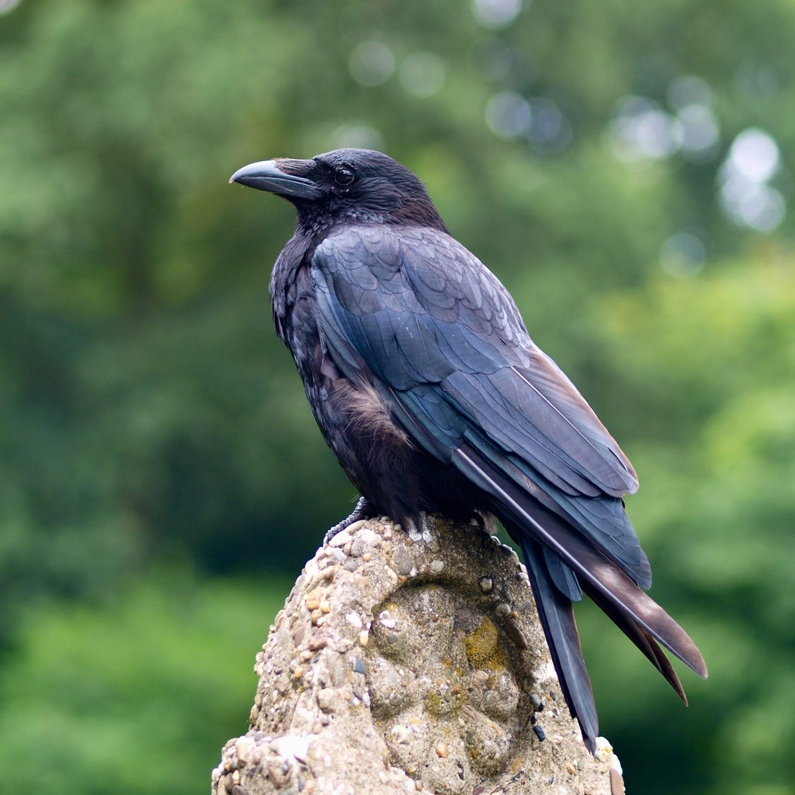 The Marvelous Paragraph Project with Sarah Stone