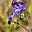 Robin's avatar