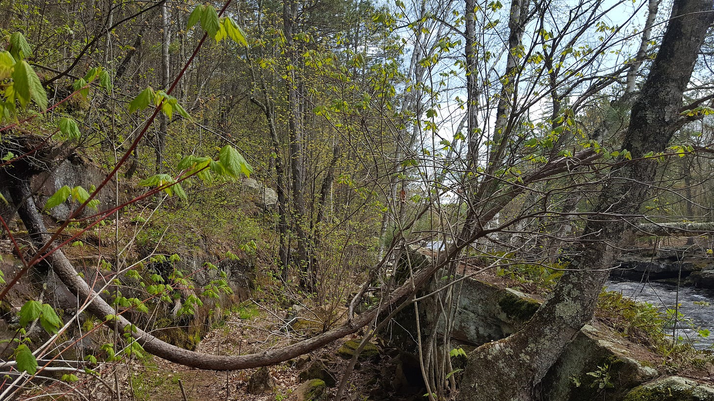 This is an image taken of a tree from Central Minnesota. The tree was on the face of a hill and had blown over in a storm or fell over due to erosion in the soil surrounding it. The tree continues to grow however, and because it was horizontal, its growth exhibits gravitropism which can be seen in its arched growth. This is an image taken of a tree from Central Minnesota. The tree was on the face of a hill and had blown over in a storm or fell over due to erosion in the soil surrounding it. The tree continues to grow however, and because it was horizontal, its growth exhibits gravitropism which can be seen in its arched growth.