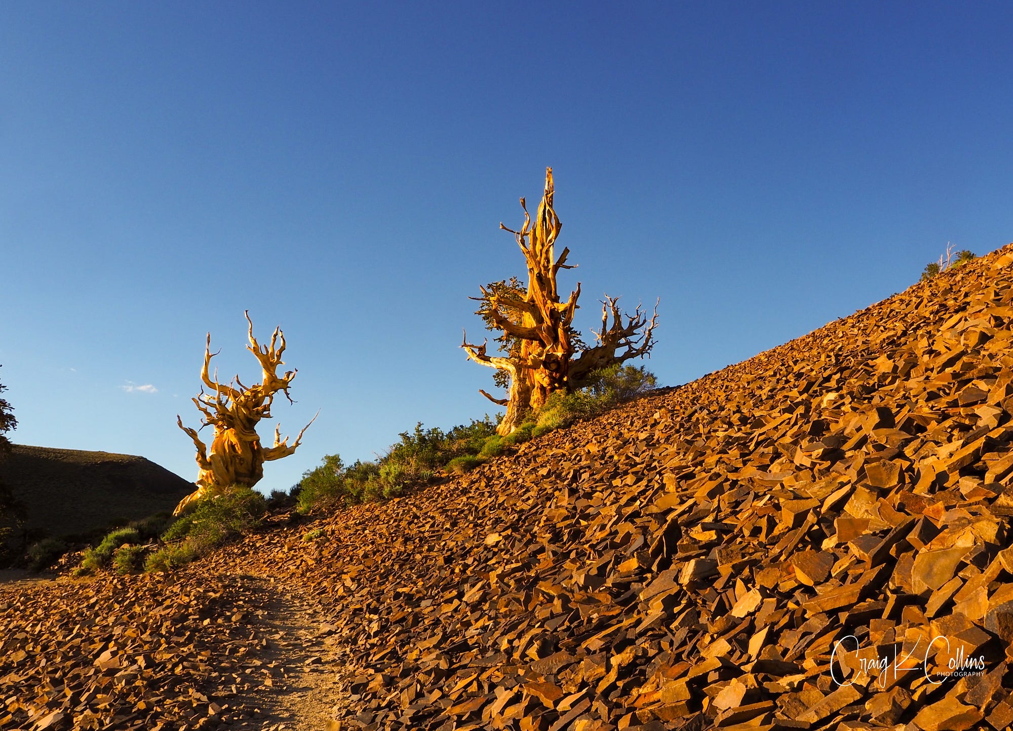 The Sentinels, a pair of ancient bristlecones pines in the White Mountains of Eastern California, cling to a slope of red quartzite, which was once the floor of an inland sea before being pushed up to 10,000 feet by volcanic and tectonic forces. The quartzite has a burnt sienna coloring due to the presence of iron flecks that have rusted from sitting for millions of years beneath the sea. (Photo: ©Craig K. Collins)
