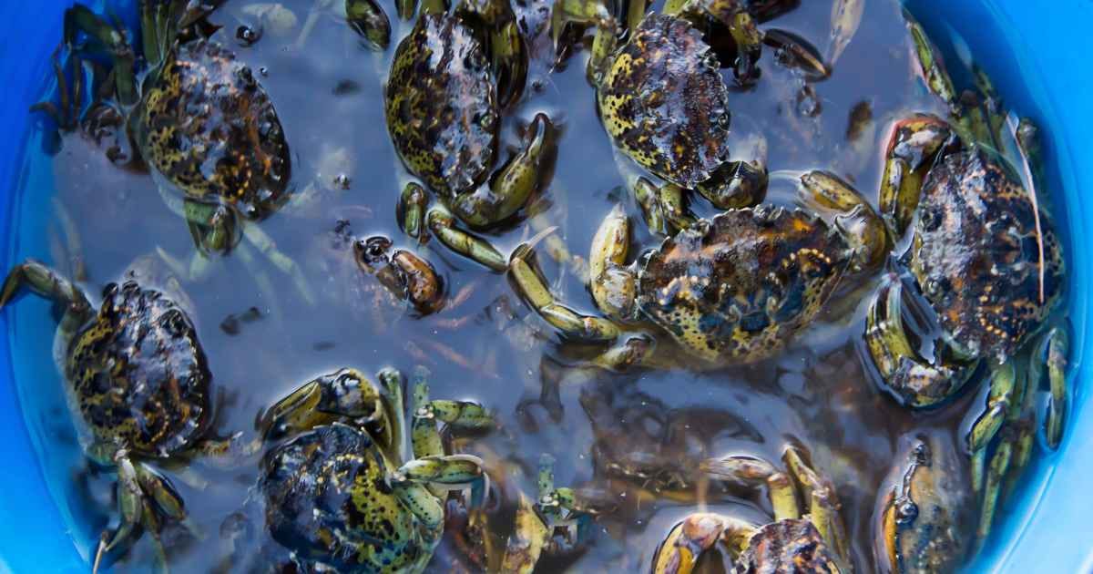 Crabs in a bucket