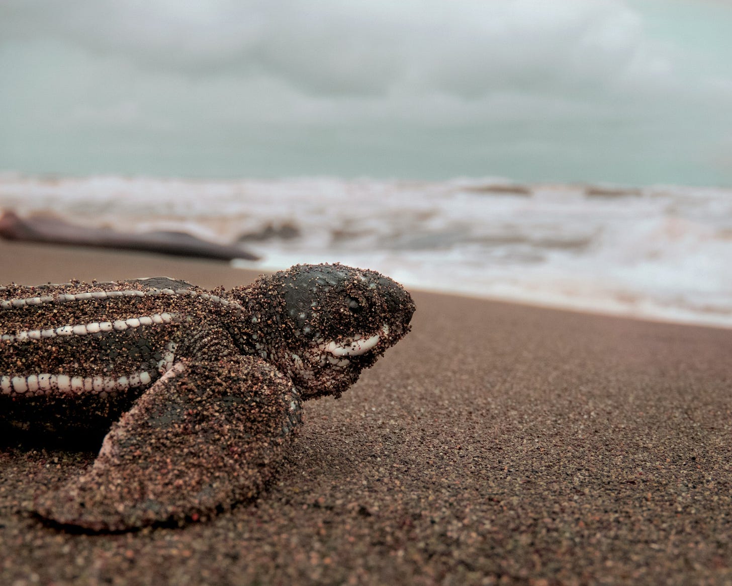 A leatherback sea turtle hatchling starts and begins its adventure into the vast unknown, to grow, to see the world, and to become its adult self.