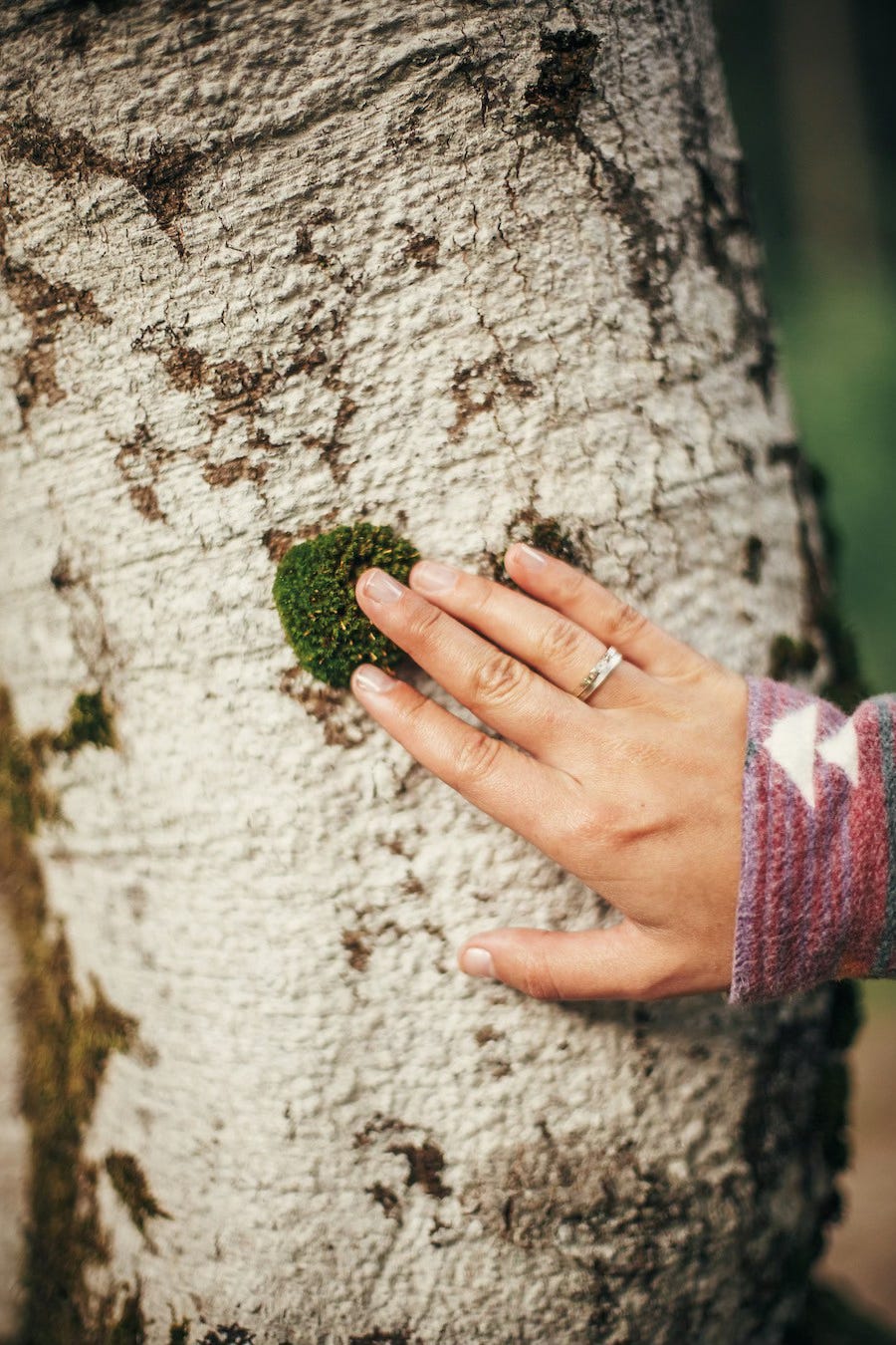 A person placing their hand on the trunk of a white birch tree.