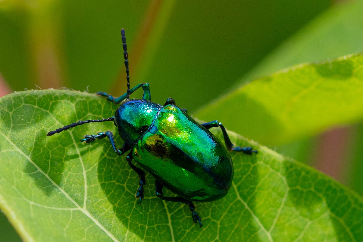 On a leaf, a close-up of a shiny iridescent beetle. The beetle look mostly green, with some dark blue, and kind of an iridescent rainbow sheen to part of the wings.