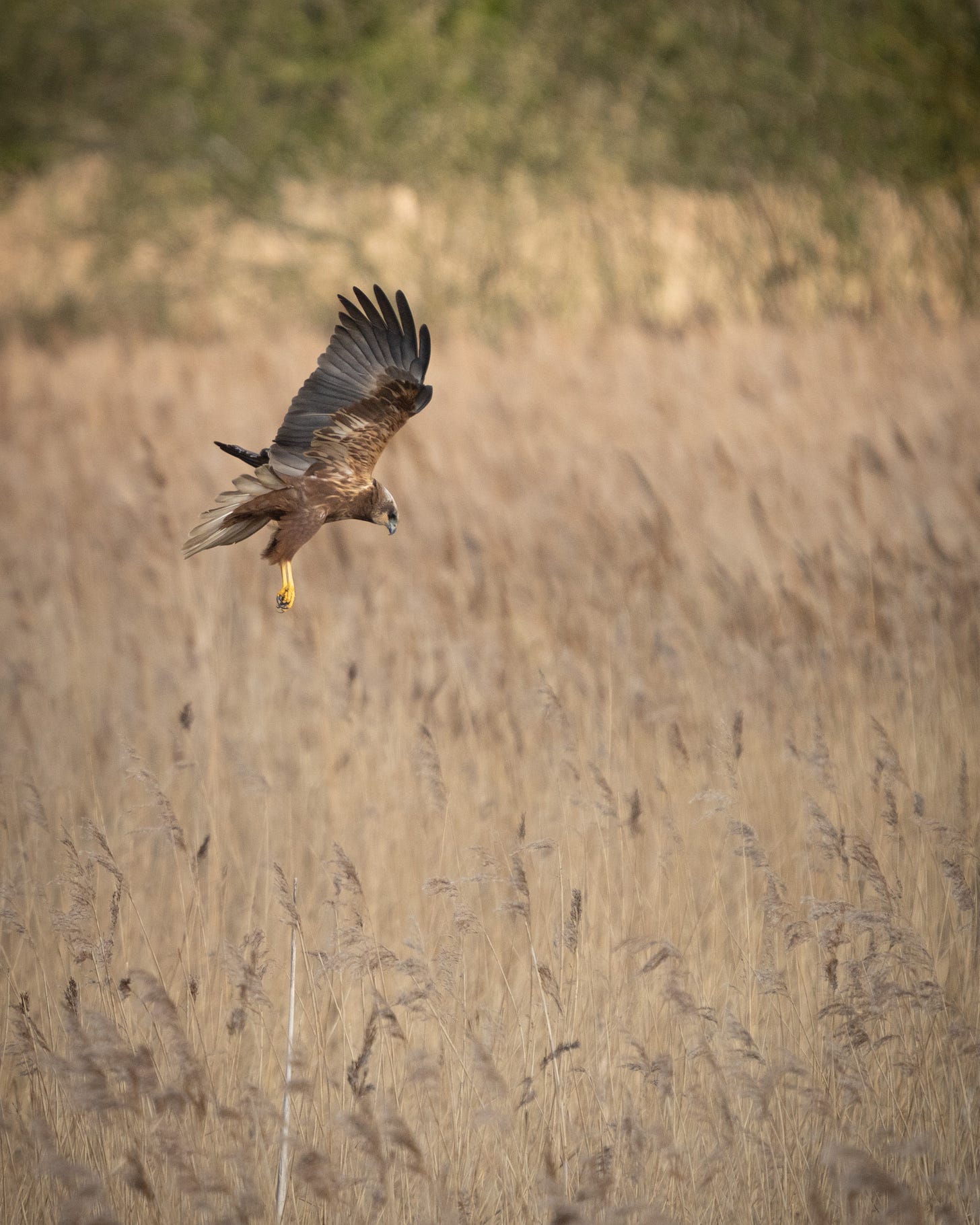 A dark chestnut bird, with yellow legs extended beneath it as it descends into golden reeds A dark chestnut bird, with yellow legs extended beneath it as it descends into golden reeds