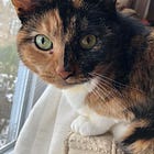 The cat that’s no longer here