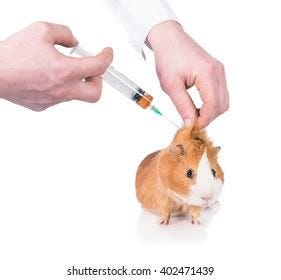 Guinea pig laboratory Images, Stock Photos & Vectors | Shutterstock