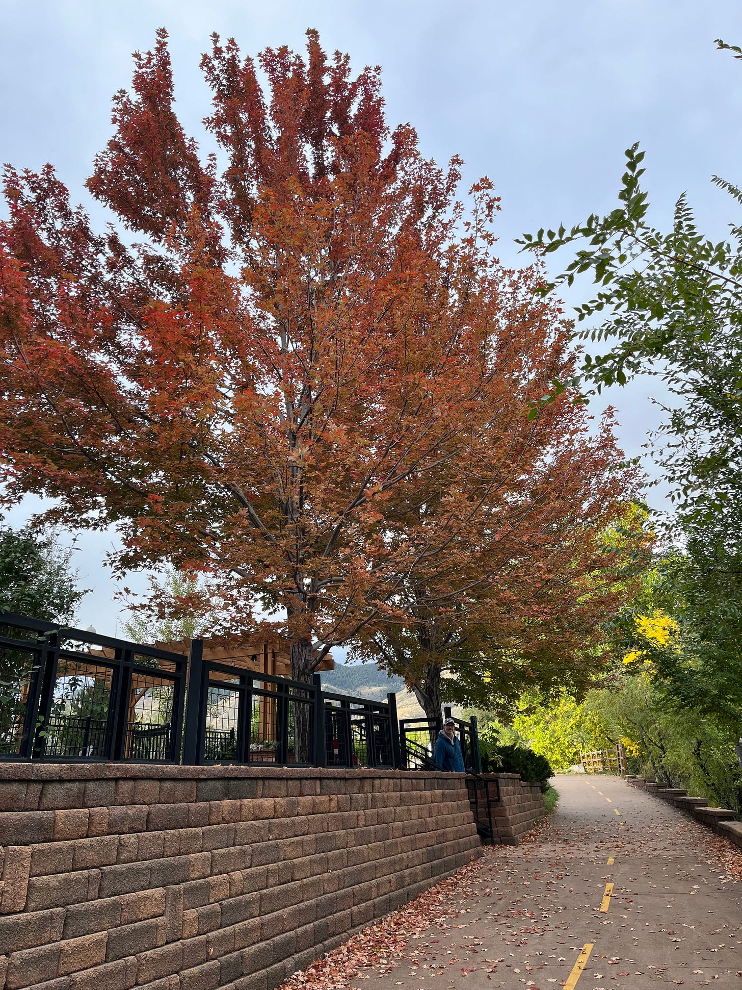 a large maple tree with red leaves above the trail alongside Clear Creek, with my PSCer standing on the steps below