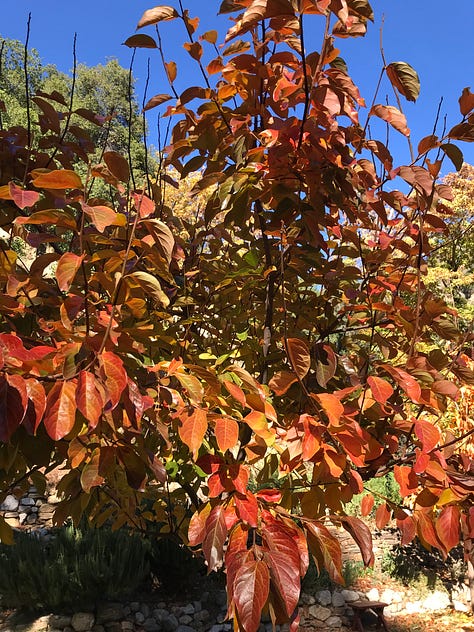 Autumn, foliage, persimmons