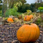 🎃 Let's chat about Samhain and what it means for our creativity
