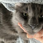 [Podcast] Êtes-vous chat ou chien?