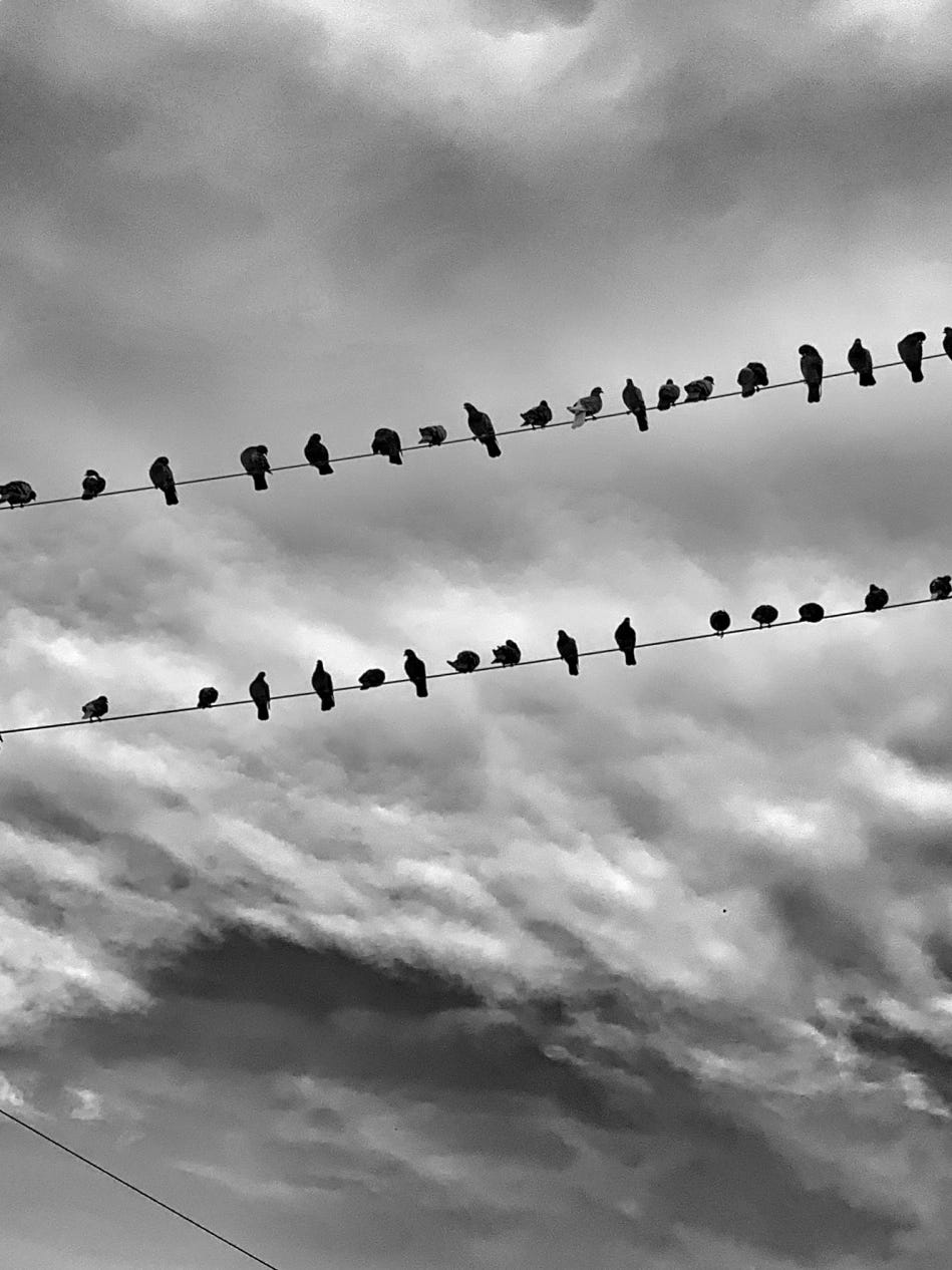 Crow lineup. Photo copyrighted by Mark Tulin.