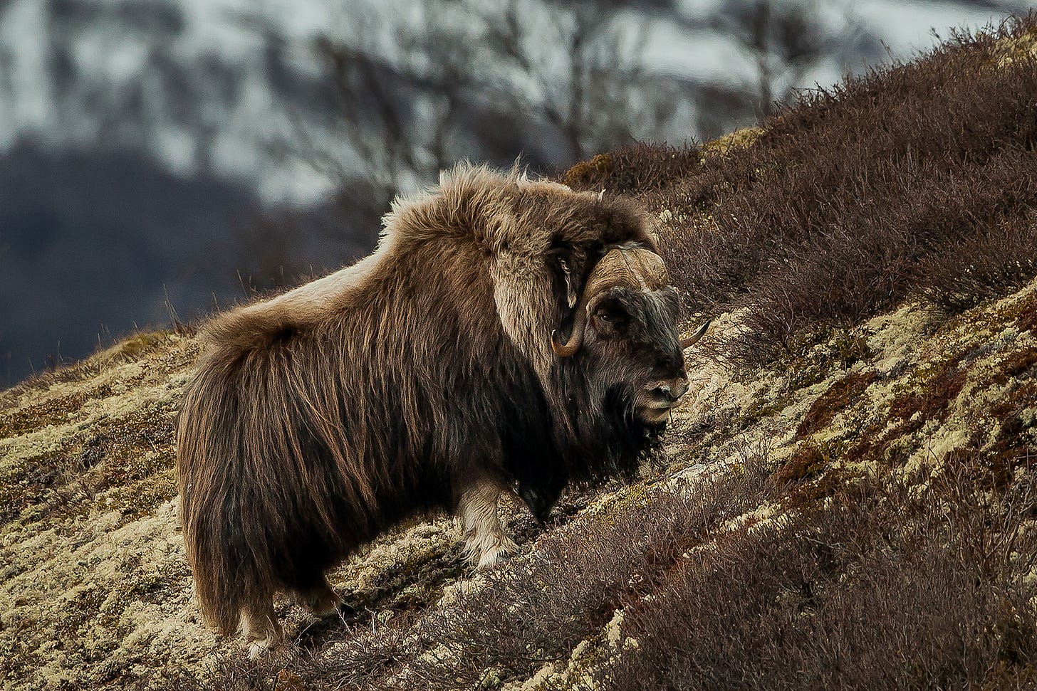 A muskox in the Norwegian mountains. | NTNU — Artsdatabanken.no. Per Harald Olsen. CC BY 2.0.