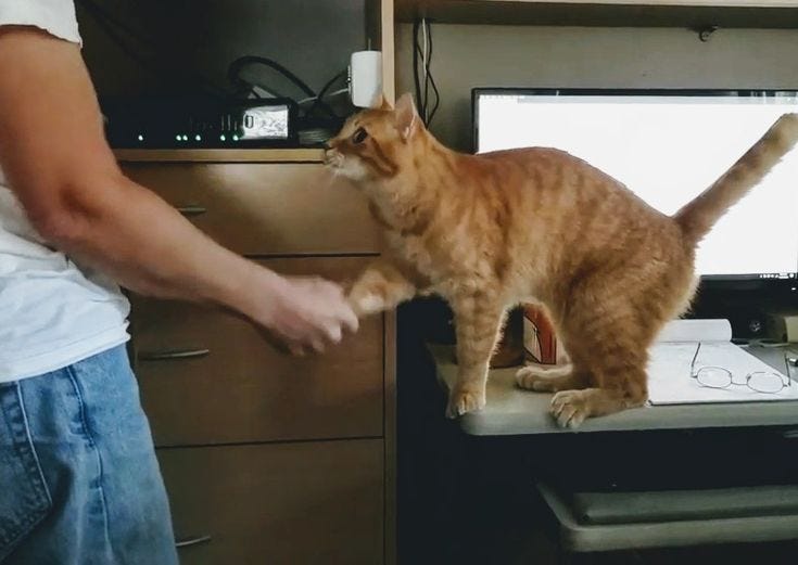 First Handshake with The Reader