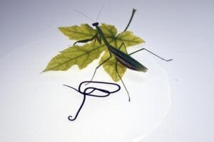 Chordodes horse hairworms use mantids as definitive hosts. After maturing in the mantids, they manipulate their hosts to enter water bodies where the parasites reproduce.