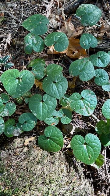 Sword fern, fungi, wild ginger, fungi
