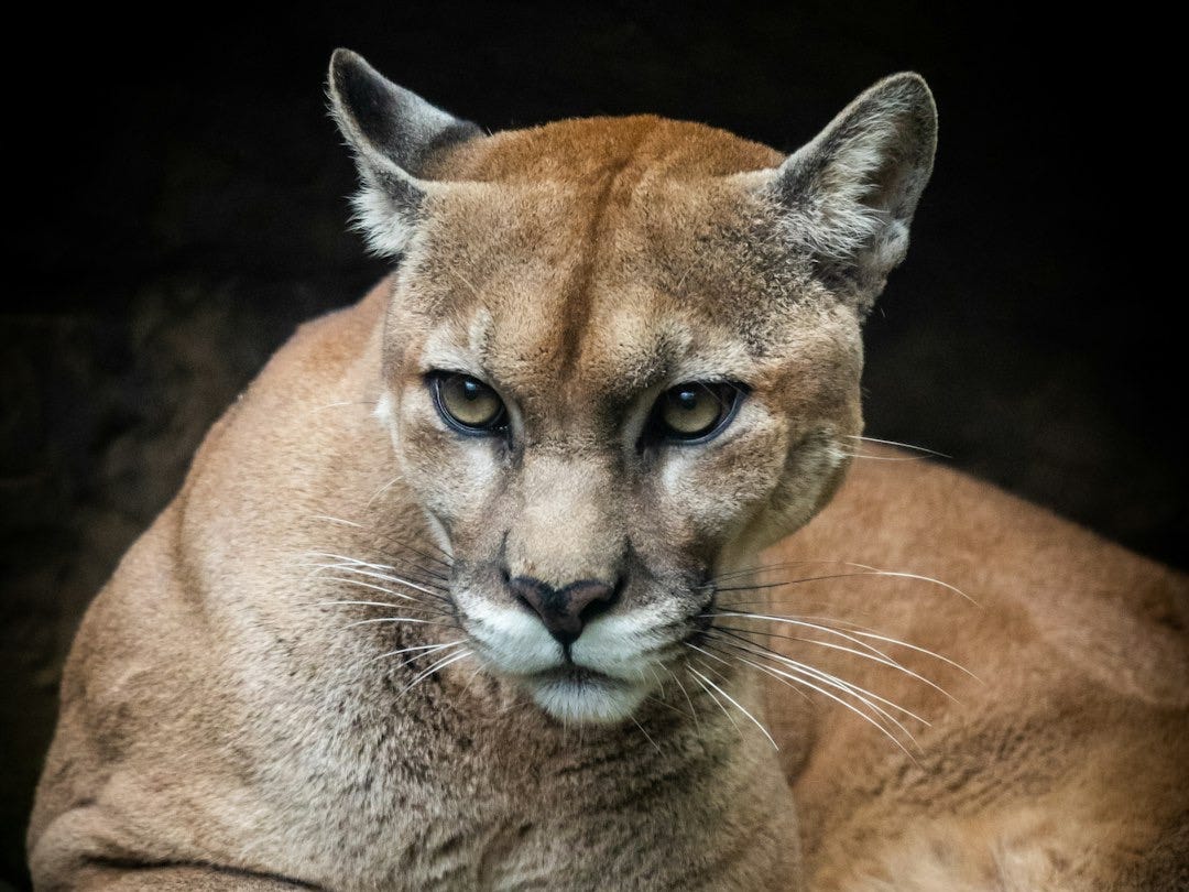 a close up of a mountain lion laying on a rock a close up of a mountain lion laying on a rock