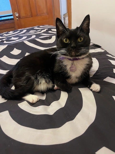 A tiny and attentive-looking tuxedo cat with golden eyes sitting on a sheet with a black and white abstract pattern. A tiny and attentive-looking tuxedo cat with golden eyes sitting on a sheet with a black and white abstract pattern.