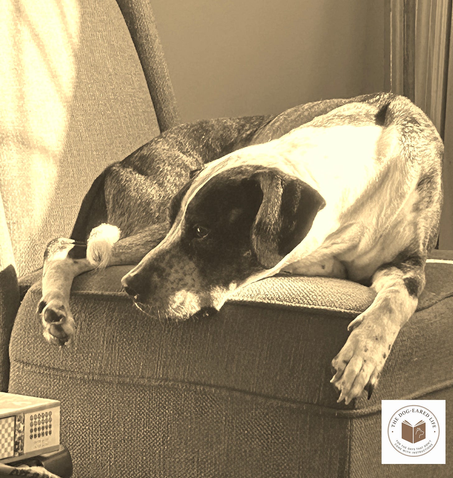 Miley laying in sunshine, Miley aging story on substack called Same Afternoon