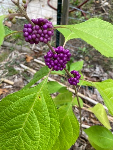 fruiting American beautyberry bush