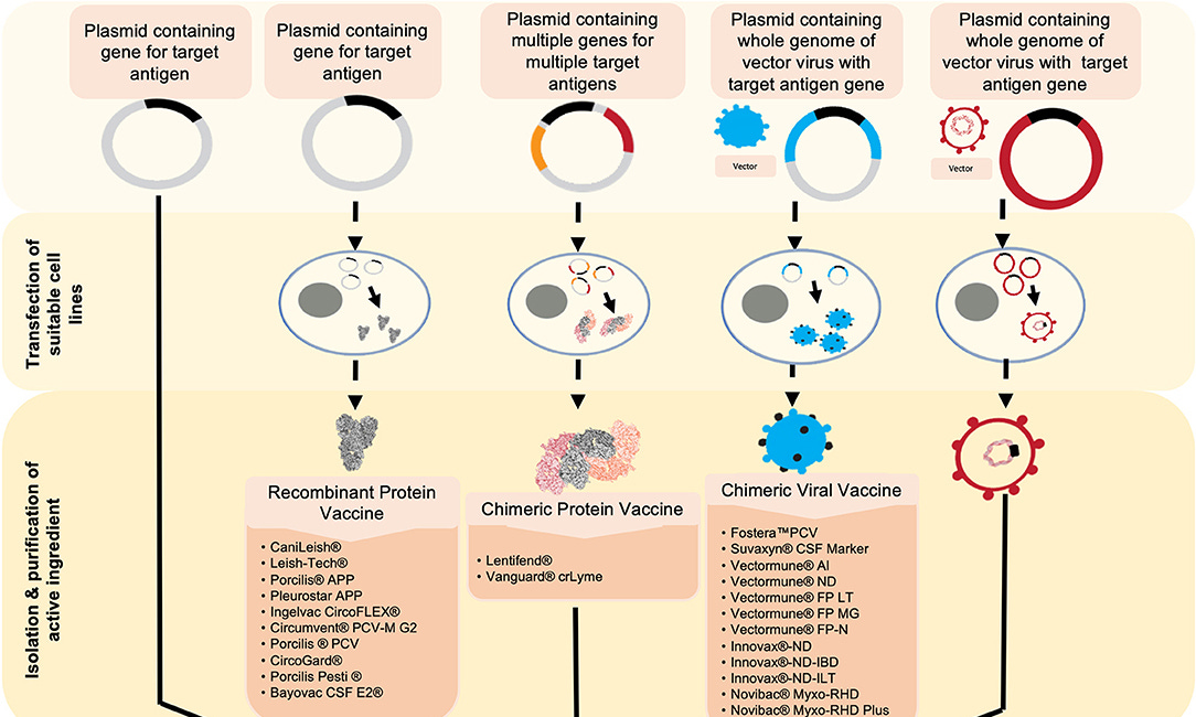 Genetic Vaccines in Animals/Food Supply, Part 1 - Merck Sequivity
