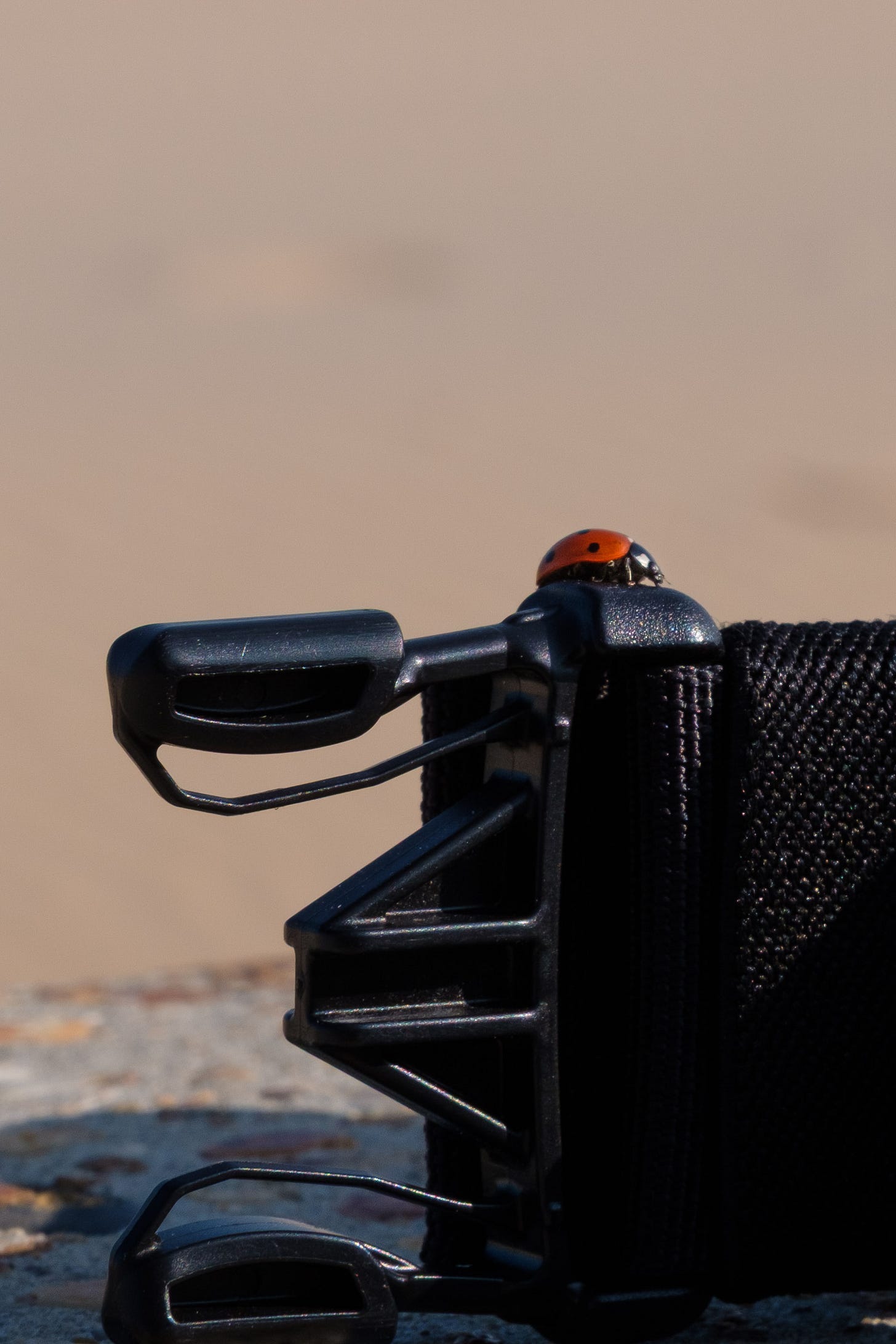 A red ladybird resting near the buckle of a canvas bag during lunch along the French coastline. The insect sits still as sunlight catches its shell, while the blurred background hints at open space and quiet surroundings.