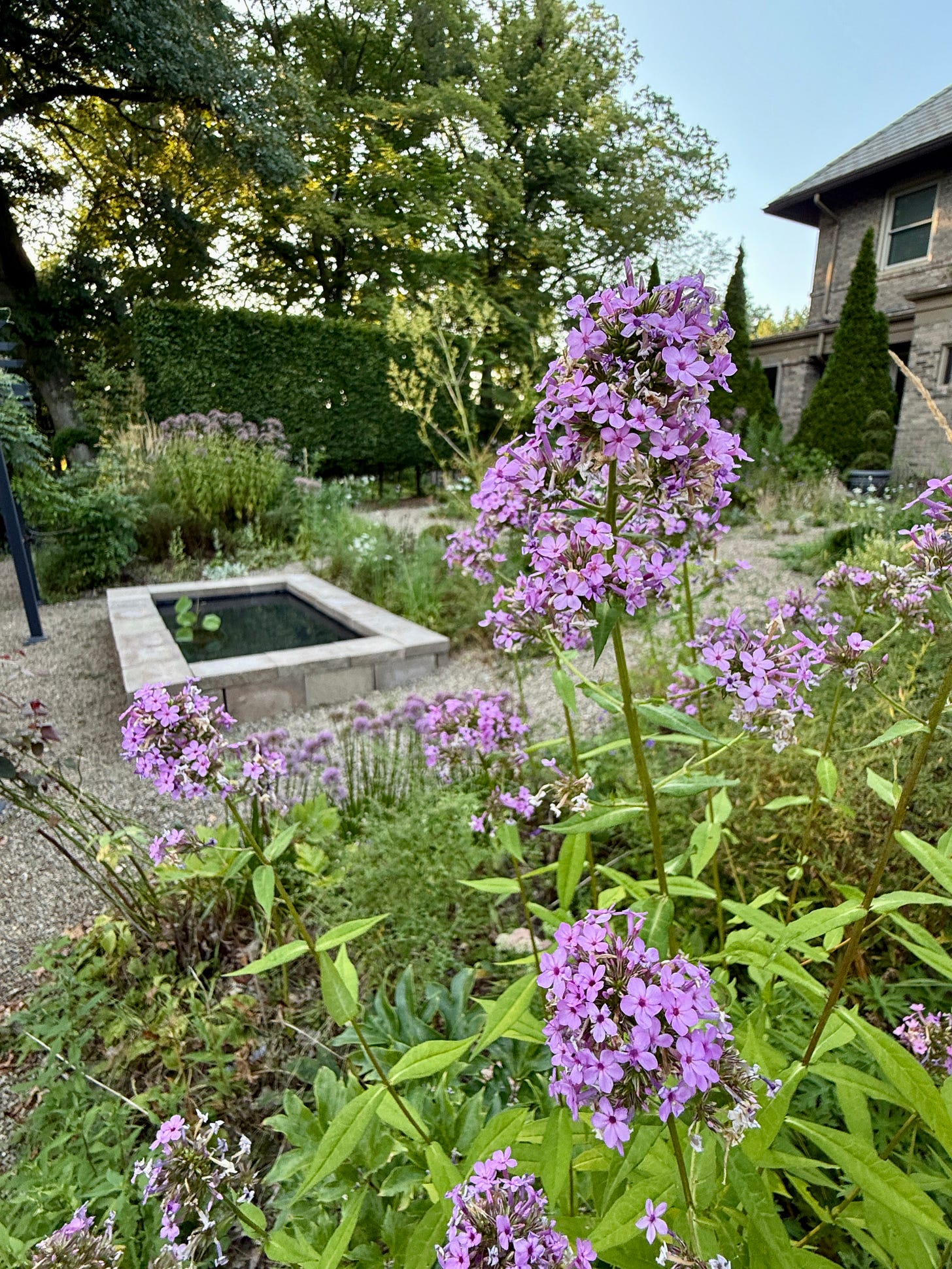 Phlox ‘Jeana’ is a real star—still mildew proof where this heat has done a lot of other perennials in for the moment. 