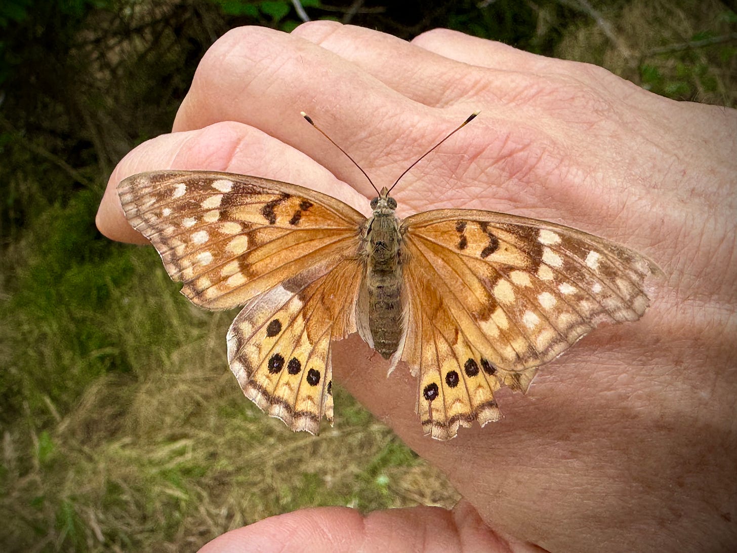 Butterfly with damaged hindwings on the author's hand Butterfly with damaged hindwings on the author's hand
