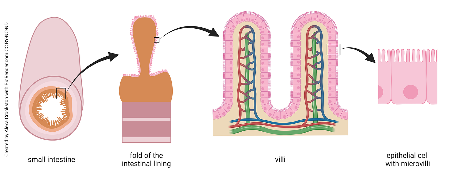 Small Intestine – Integrated Human Anatomy and Physiology Part 2 (NOT  UPDATED)