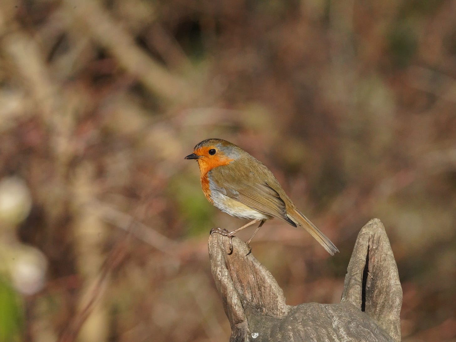 A Robin - a brown bird with a red chest - perched on a carved animal A Robin - a brown bird with a red chest - perched on a carved animal