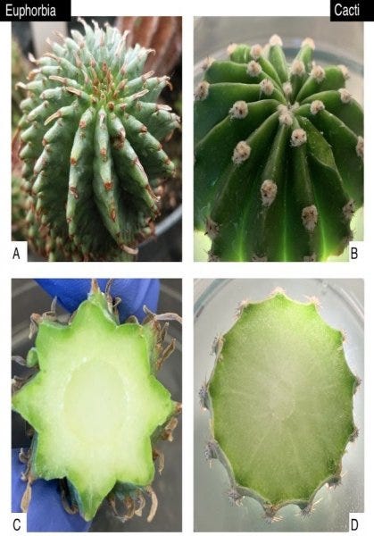 Convergent Evolution of Desert Plants from Africa and the Americas |  California State University Stanislaus