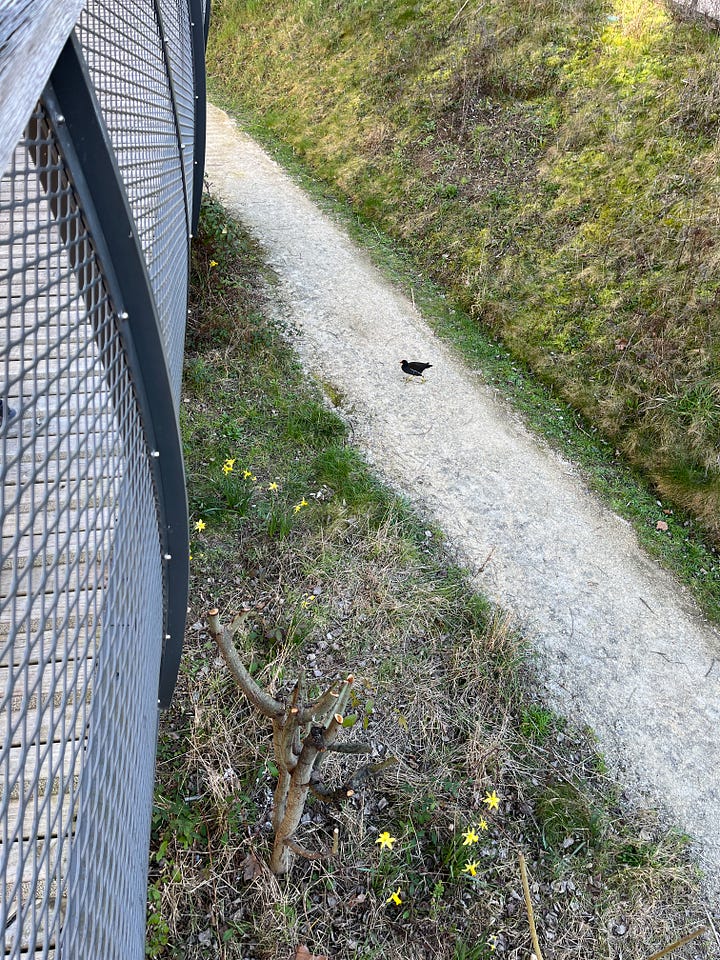 1. street art 2. jonquilles 3. module de jeu pour enfants 4. un oiseau en contrebas du pont 5. sandwich coupé en deux