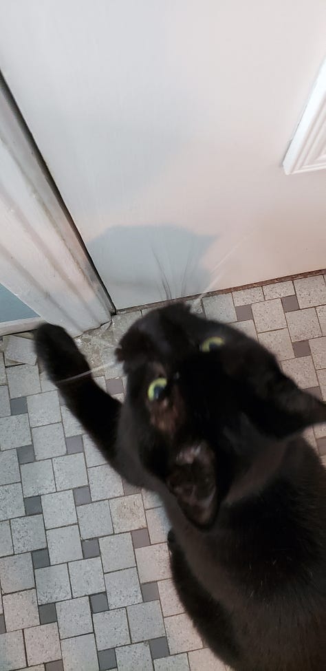 A black cat reads a book, a black cat sits on a desk near a computer, a black cat opens a bathroom door.