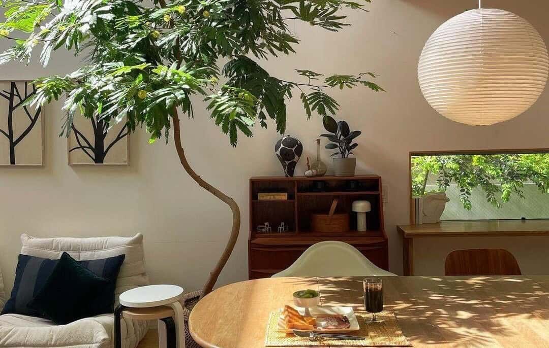 Indoor plant care, tree looking great in a beautiful Japandi living room. Indoor plant care, tree looking great in a beautiful Japandi living room.