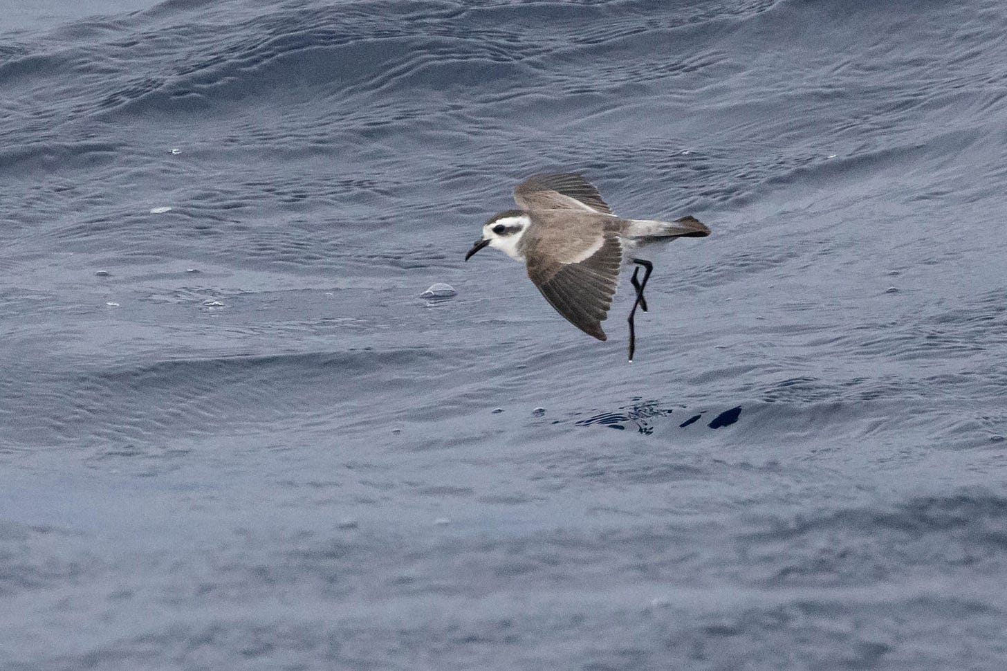 a small bird with a white face, pointy black bill, dark cap, and dark eyeline bounds over the ocean with extended ashy-gray wings and long, black, dangly legs.