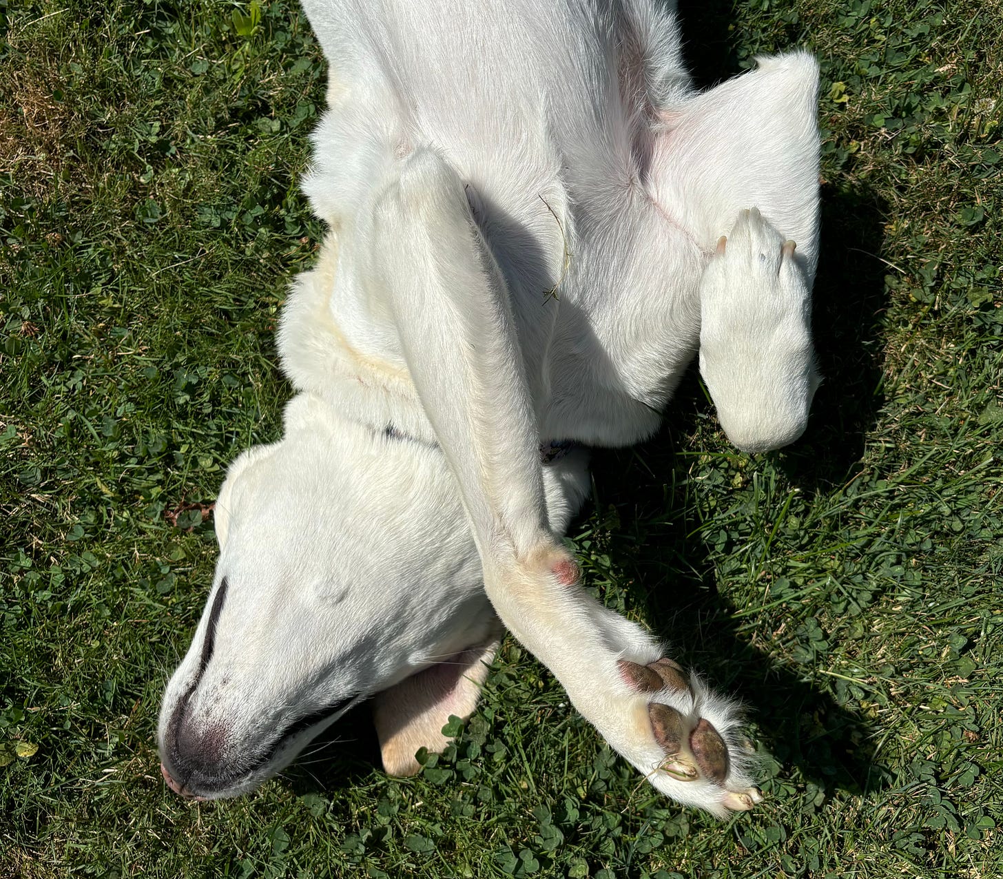 A yellow Labrador retriever rolls on her back and enjoys the grass. 