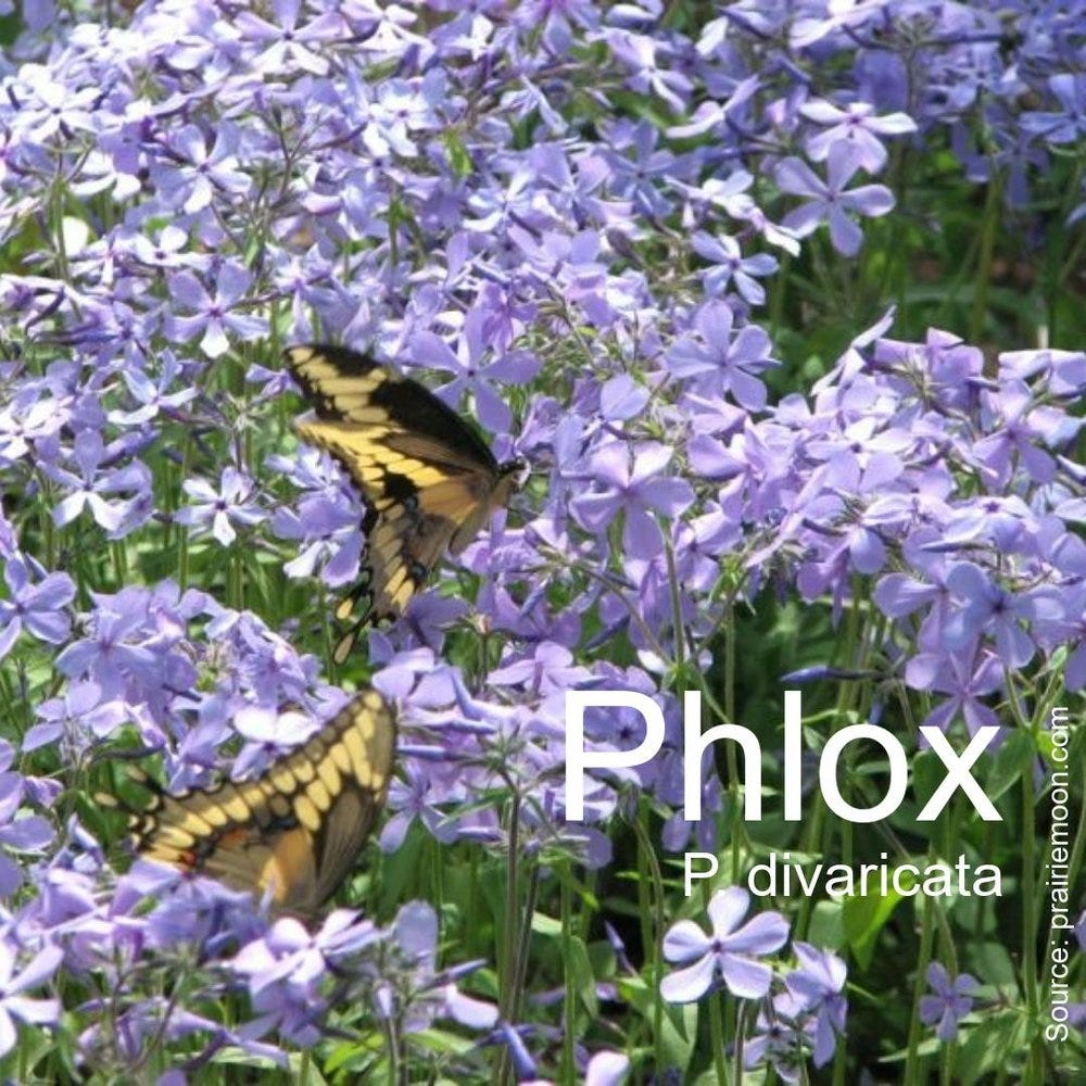 shade plants 11.jpeg shade plants 11.jpeg